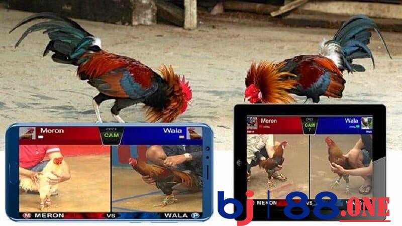 Đá gà cựa sắt