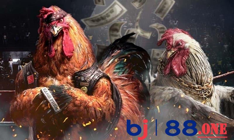 Lý do nên chọn đá gà tại Bj88